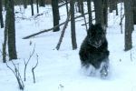 Snow romps